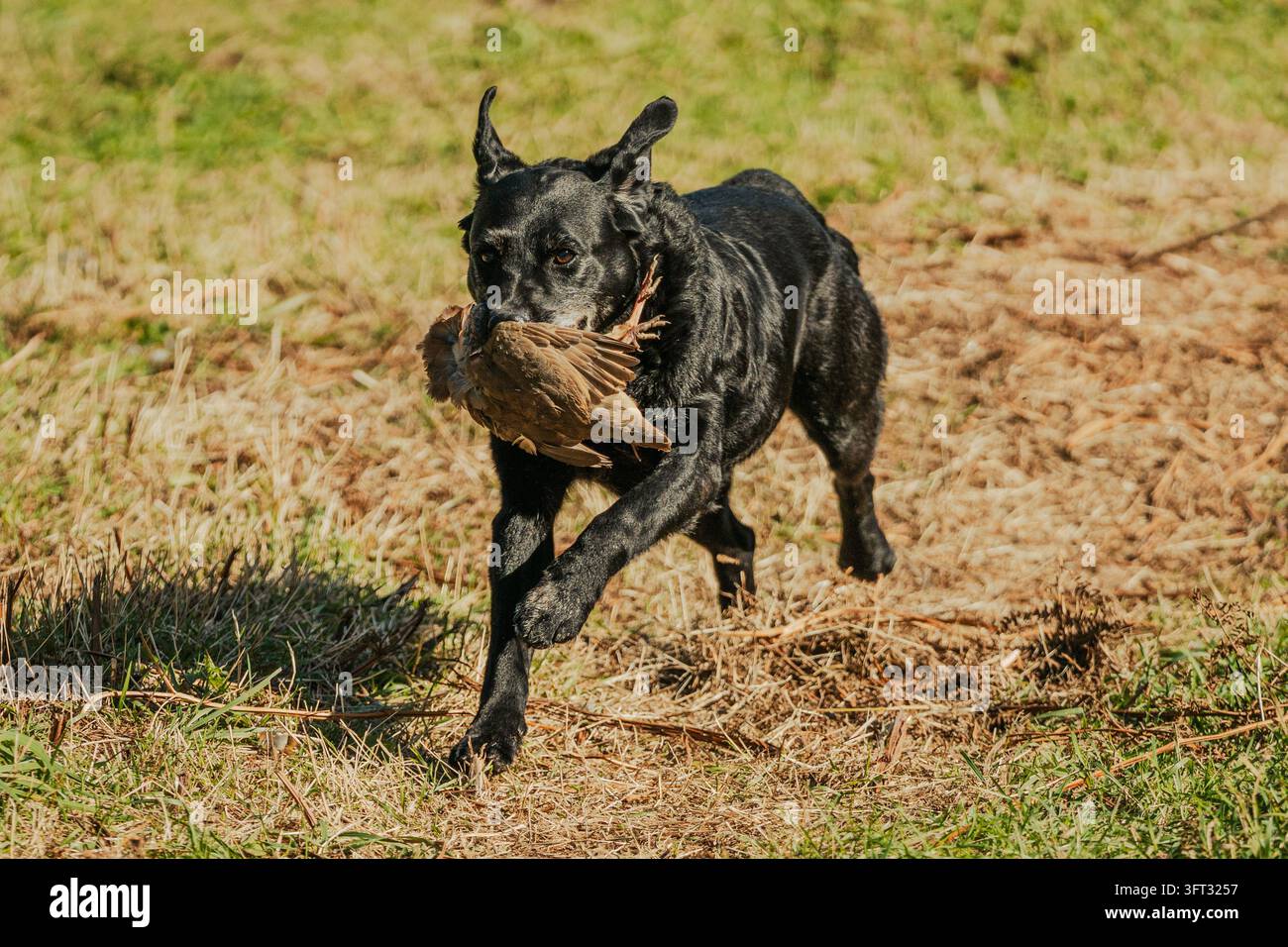 Labrador nero che corre verso la fotocamera con una pernice in bocca durante una caccia a driven nelle Scottish Borders, Regno Unito Foto Stock