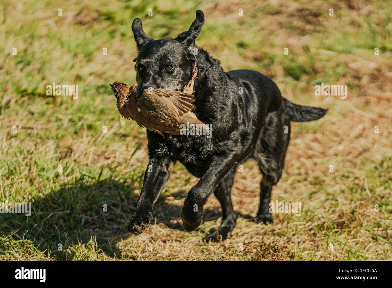 Labrador nero che corre verso la fotocamera con una pernice in bocca durante una caccia a driven nelle Scottish Borders, Regno Unito Foto Stock