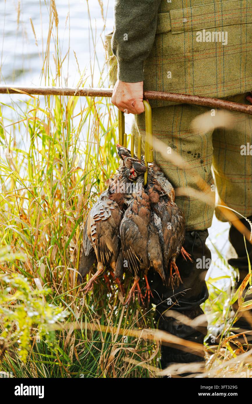 Raccoglitore in tweed che porta pernici dalle zampe rosse su un trasportatore di selvaggina e un bastone durante una caccia a portata nelle Borders scozzesi, Regno Unito Foto Stock
