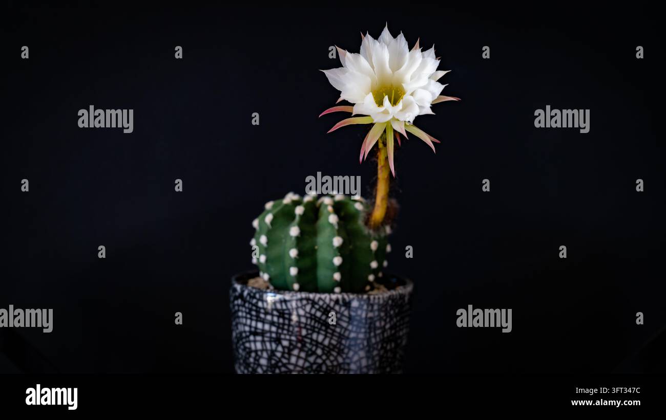 Fiore di Echinopsis bianco che sboccia su un piccolo cactus rotondo in un vaso di ceramica, isolato su uno sfondo nero Foto Stock