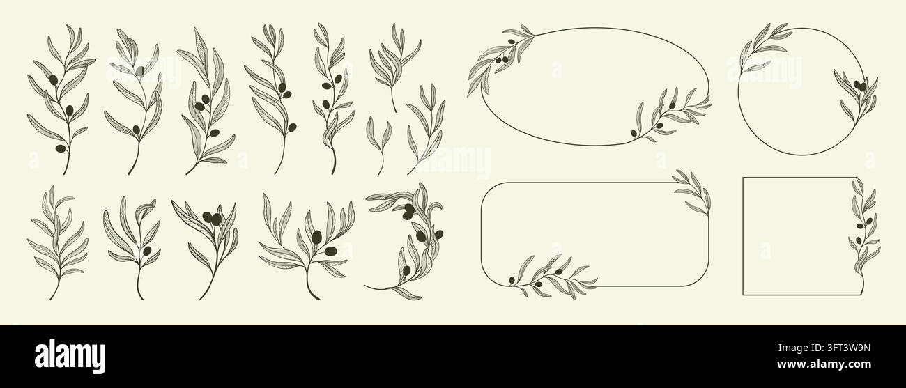 Collezione di rami di ulivo con rametti, frutti e cornici botaniche arrotondate disegnati a mano, creati per etichette, inviti, confezioni, menu e design mediterraneo elegante Illustrazione Vettoriale