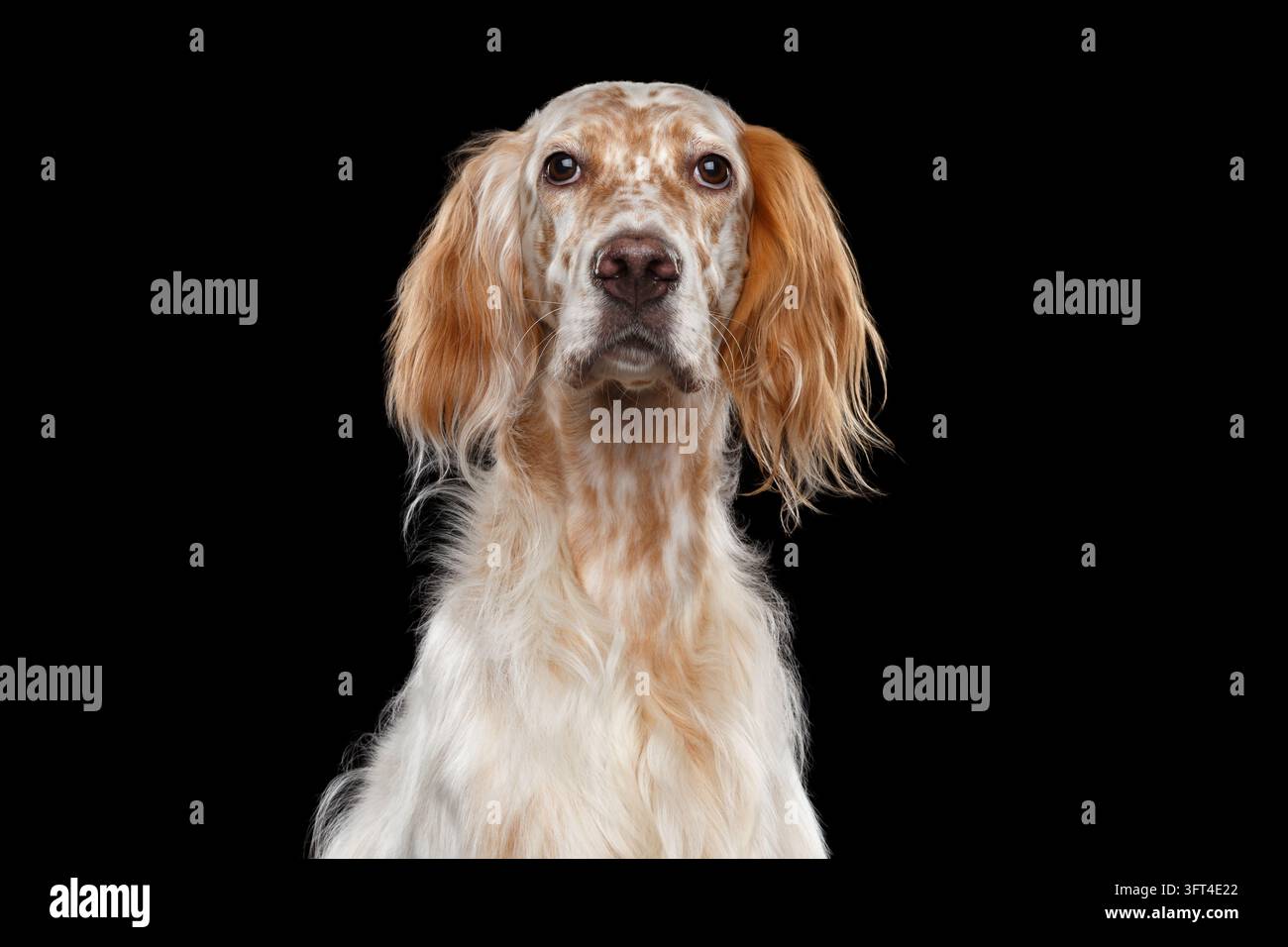 Elegante ritratto di un cane English setter che guarda la telecamera con un’espressione nobile e calma, lunghe orecchie setose, mantello macchiato arancione e bianco, petto piumato, è Foto Stock