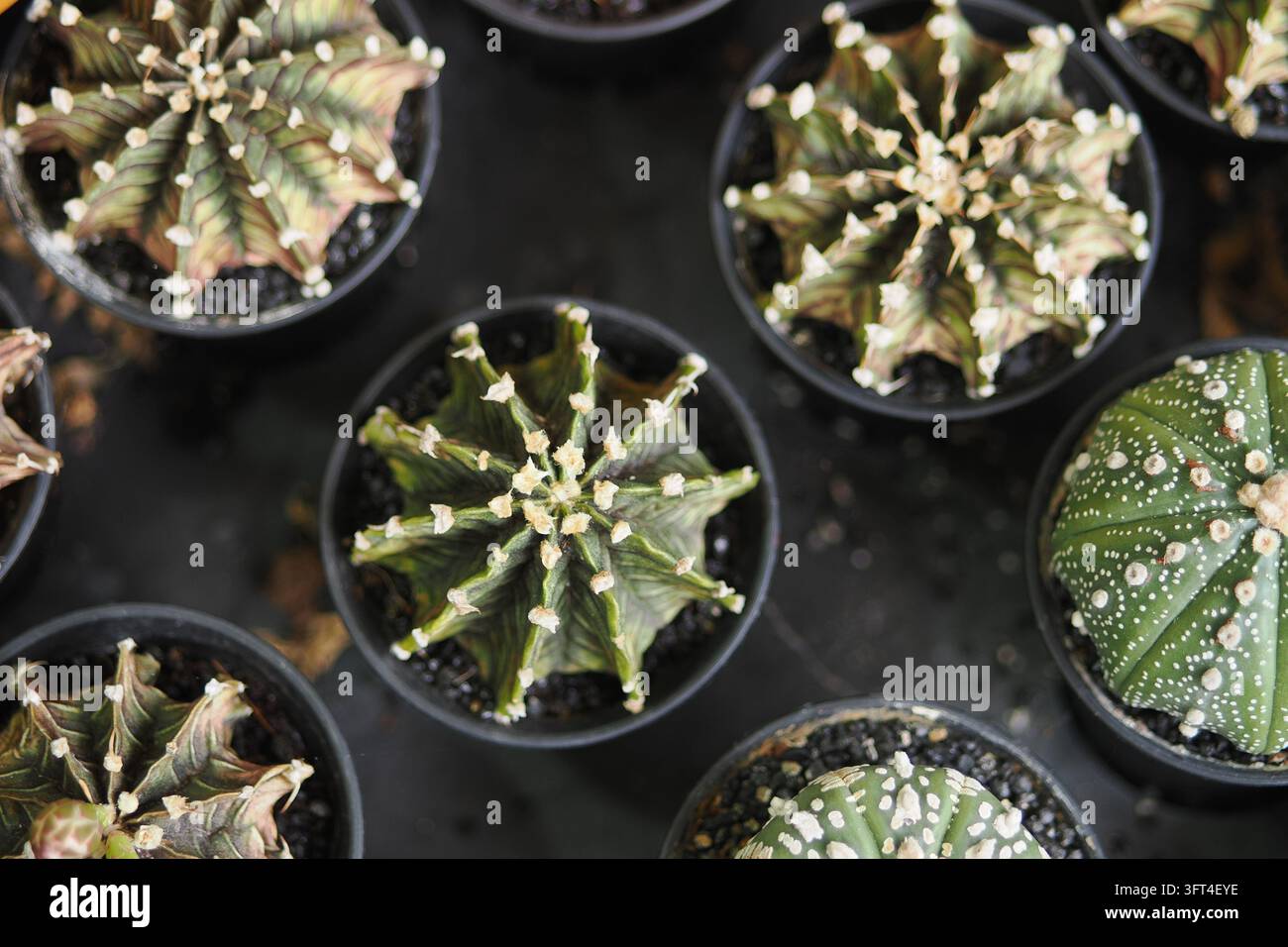 Diversi tipi di cactus disposti in vasi su un tavolo in un vivaio Foto Stock