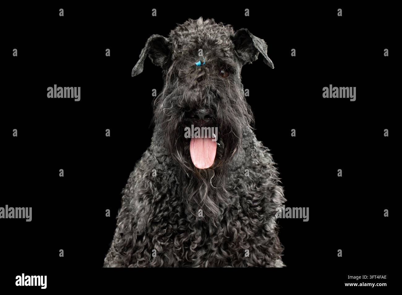 Kerry Blue Terrier guarda avanti con la lingua fuori, un manto grigio riccio e denso copre la testa robusta, orecchie attente, baffi incorniciano il muso, isolato o Foto Stock