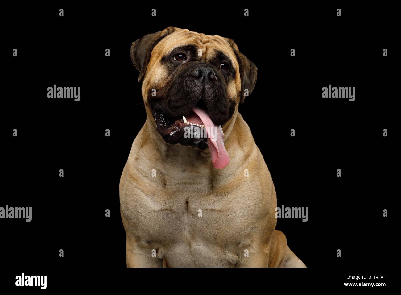 Bullmastiff seduto con la lingua di fuori, mantello fulvo rugoso e maschera scura che incornicia guance pesanti, occhi cadenti mostrano un umore rilassato, isolato su sfondo nero Foto Stock