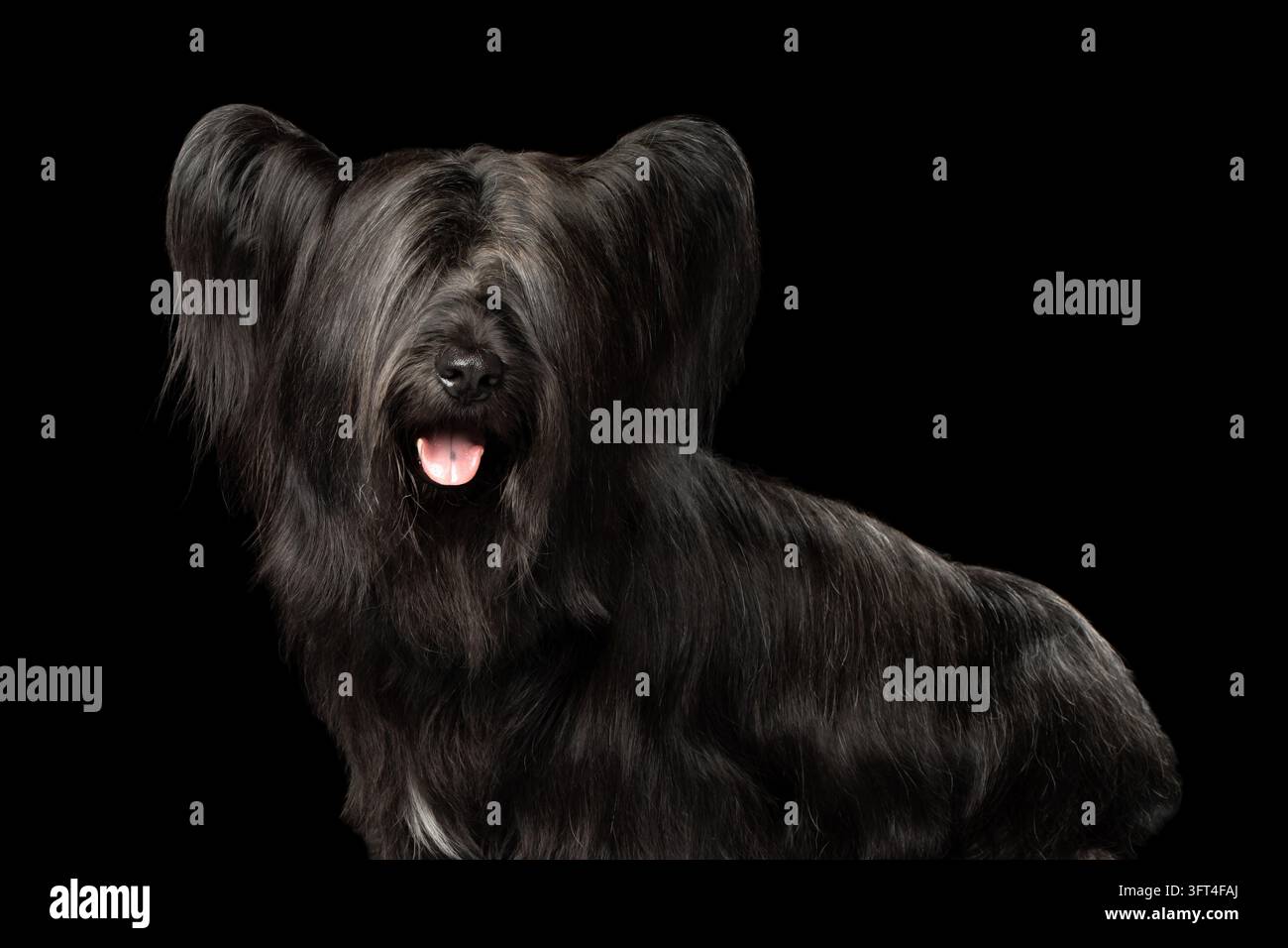 Cane Skye terrier con lungo pelo setoso nero in vista laterale, lingua fuori, occhi nascosti dietro la frangia, razza rara isolata su sfondo nero, ritratto in studio Foto Stock