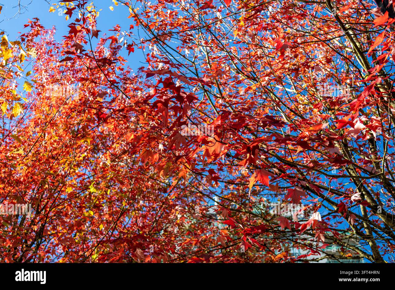 Liquambar styraciflua americano con fogliame rosso illuminato dal sole contro il cielo blu nel Central Park di Burnaby, British Columbia, Canada Foto Stock
