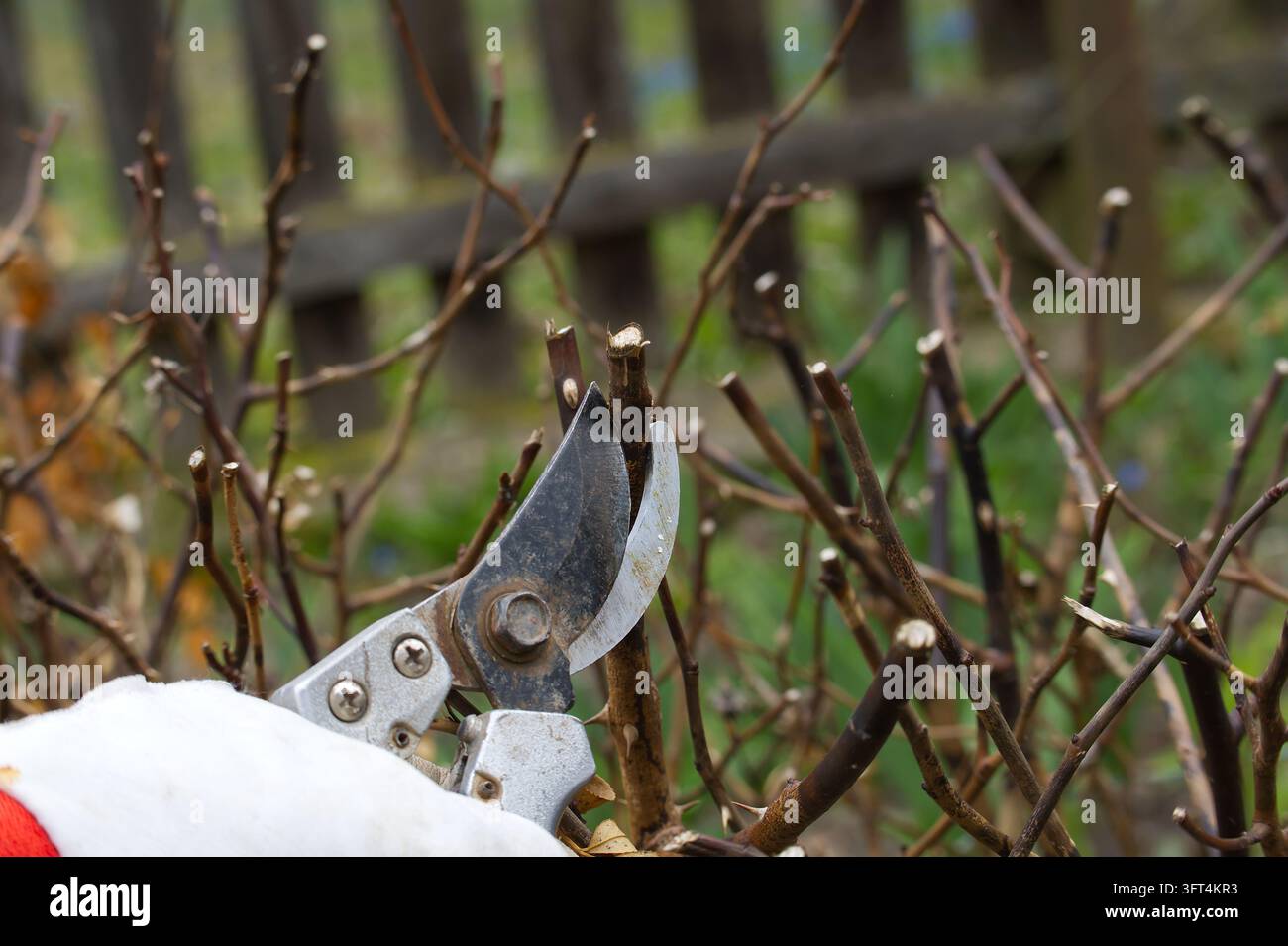 Un giardiniere guantato usa delle forbici da potatura per tagliare un piccolo ramo di un arbusto in una siepe dormiente, primo piano che mostra la manutenzione stagionale del giardino, la cura delle piante e la pre Foto Stock