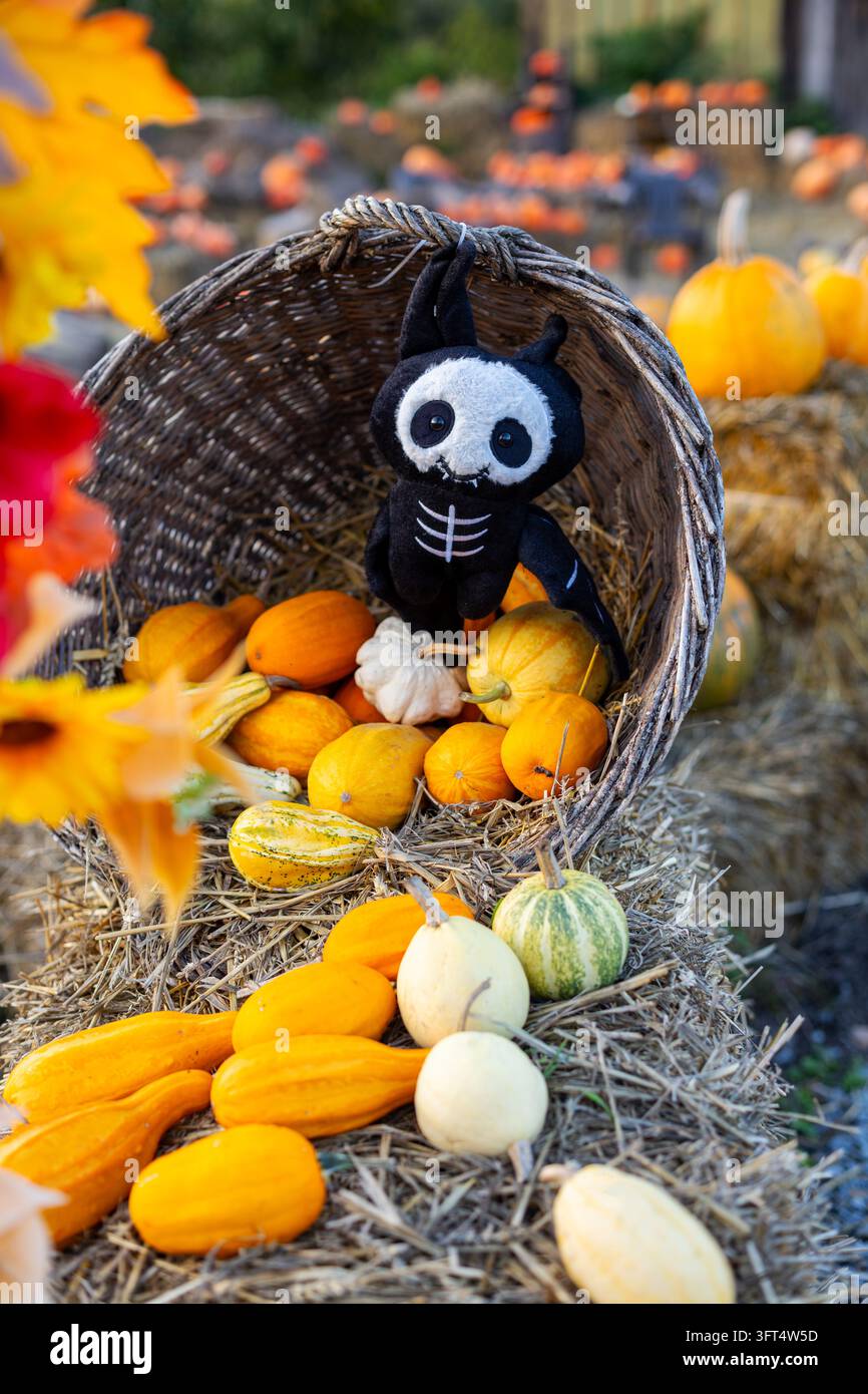 Simpatico mostro di peluche nero di Halloween con faccia da teschio bianca seduto in un cesto di vimini rustico circondato da zucche colorate, raccolta autunnale festosa Foto Stock