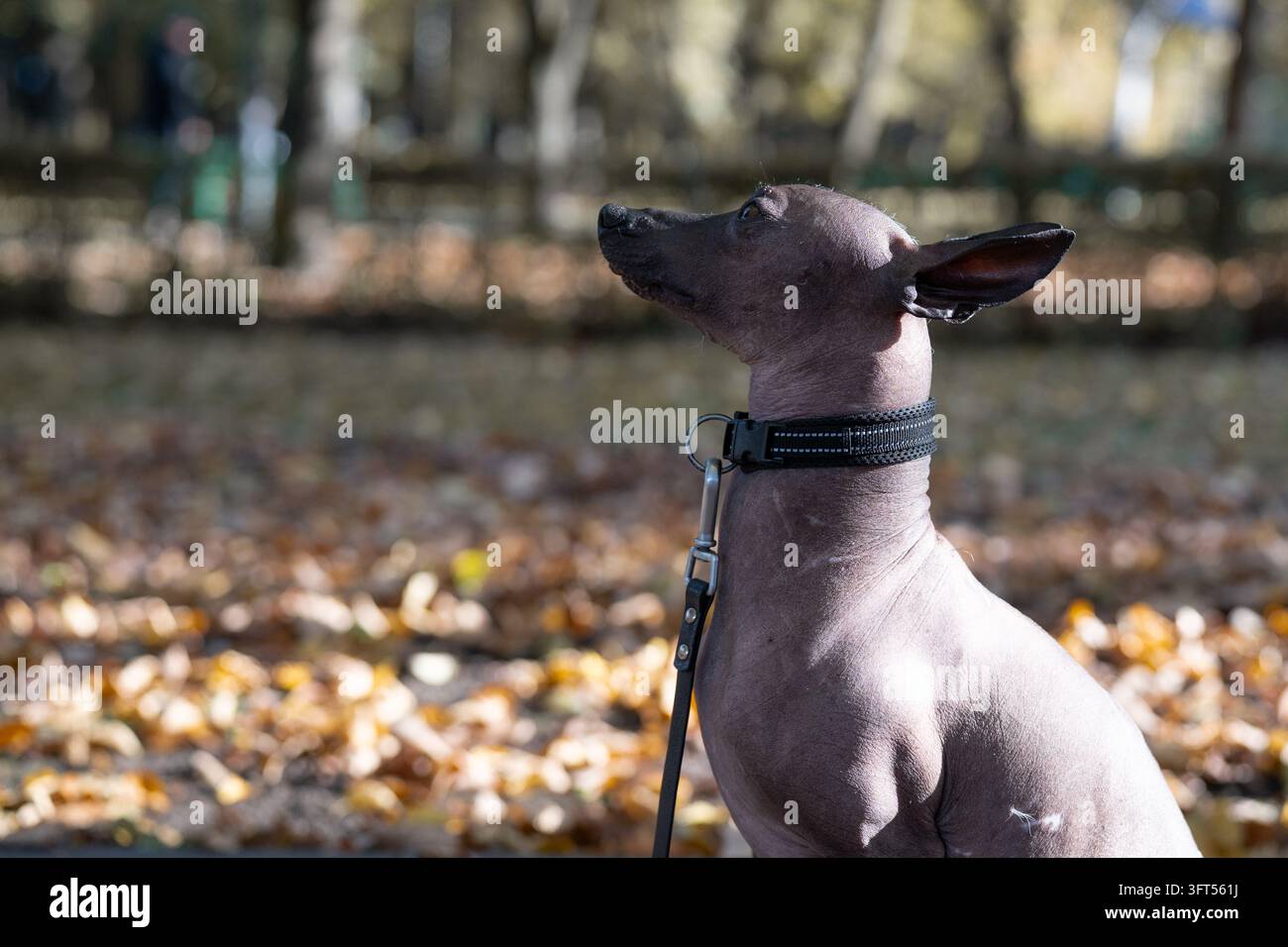 Cane senza peli attento in primo piano che rappresenta un concetto di psicologia animale, addestramento con rinforzo positivo e obbedienza degli animali domestici. Foto Stock