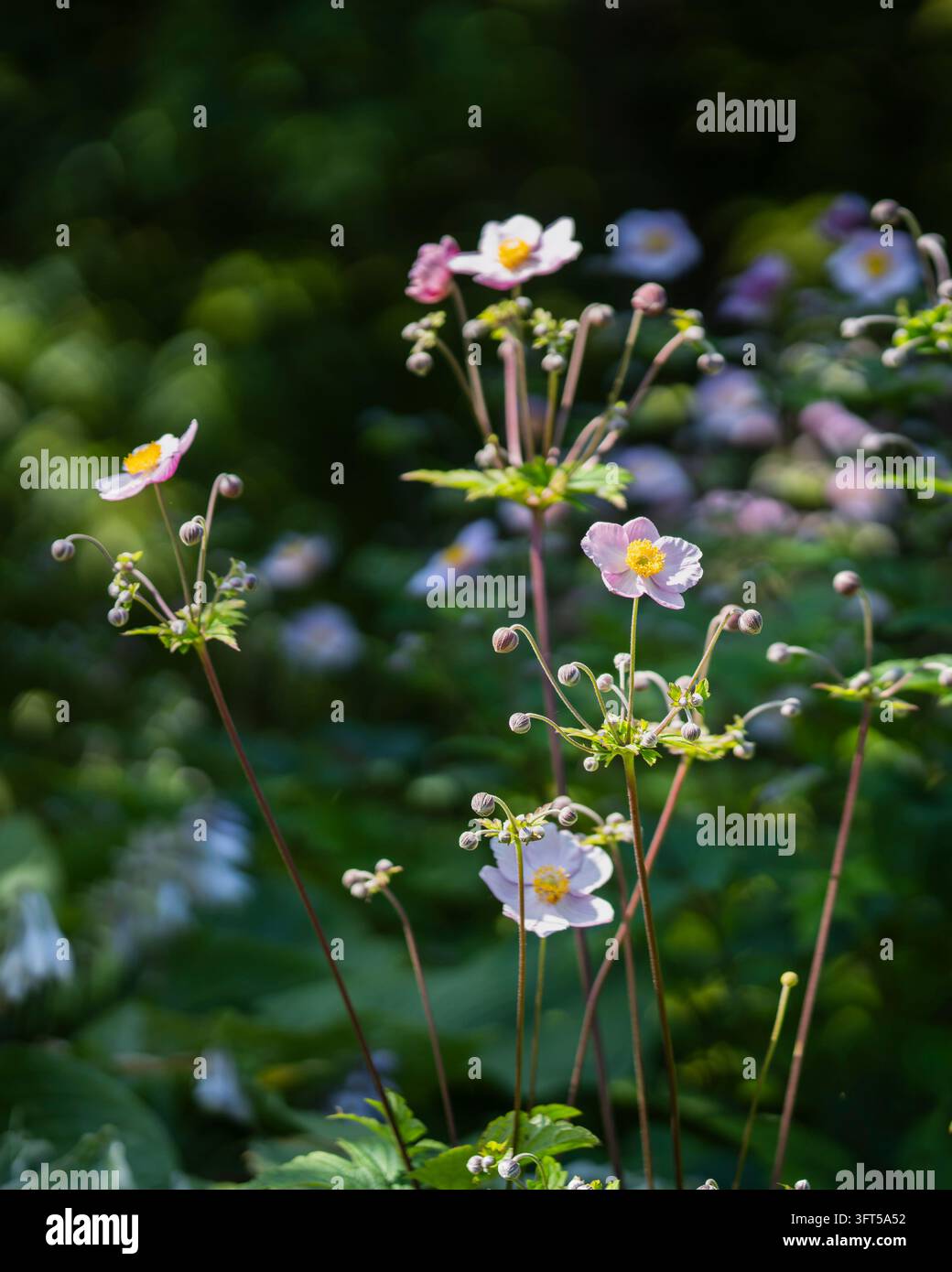 L'anemone hupehensis si estende dolcemente nella luce solitaria screziata, i suoi delicati petali rosa brillano contro le ombre verde scuro del giardino. Foto Stock
