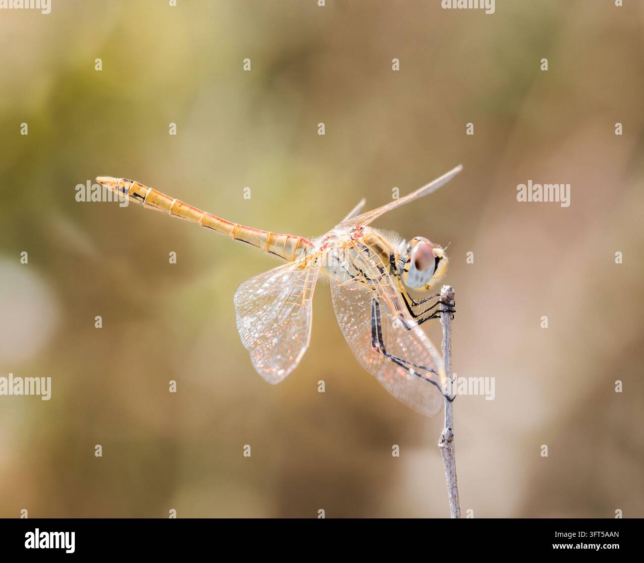 Libellula dalle venature rosse (Sympetrum fonscolombii) con occhi blu appollaiata su uno stelo secco Foto Stock