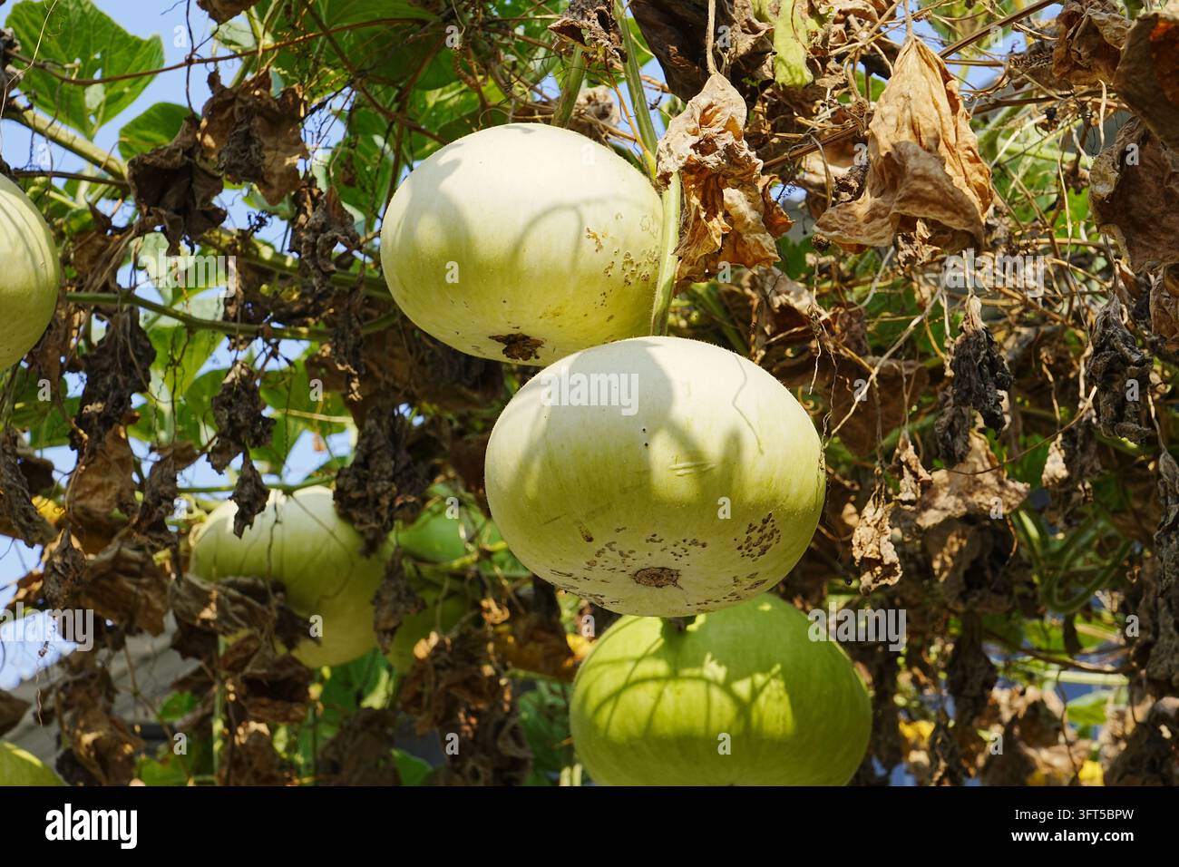 Molte zucche tonde a forma di bottiglia pendono su rampicanti mescolati a foglie verdi fresche e marroni appassite. Foto Stock