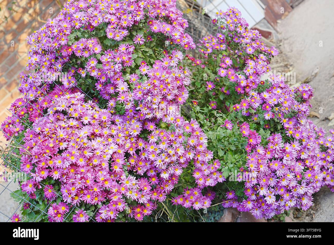 Inquadratura a tutto campo di abbondanti crisantemi rosa con centri giallo brillante in piena fioritura. Foto Stock