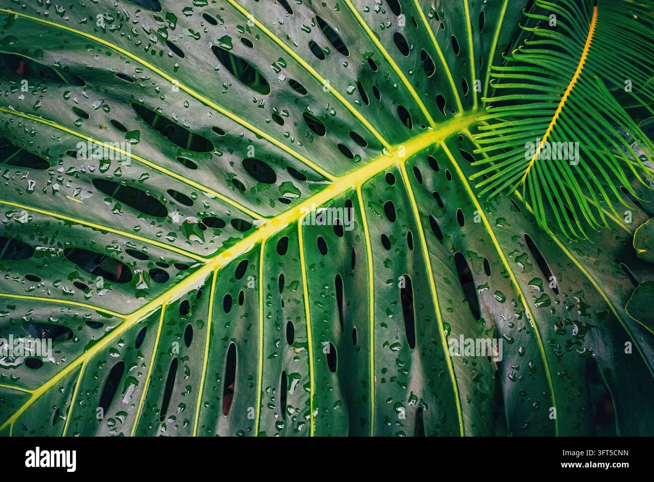 Texture di foglia di Monstera con vena gialla e gocce di pioggia Foto Stock