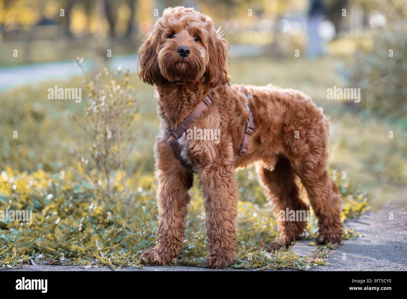 Inquadratura orizzontale a distanza ravvicinata, vista frontale a tutta lunghezza di un simpatico cane Cockapoo marrone riccio in piedi su un sentiero del parco con un guinzaglio e che stabilisce un contatto visivo. Foto Stock
