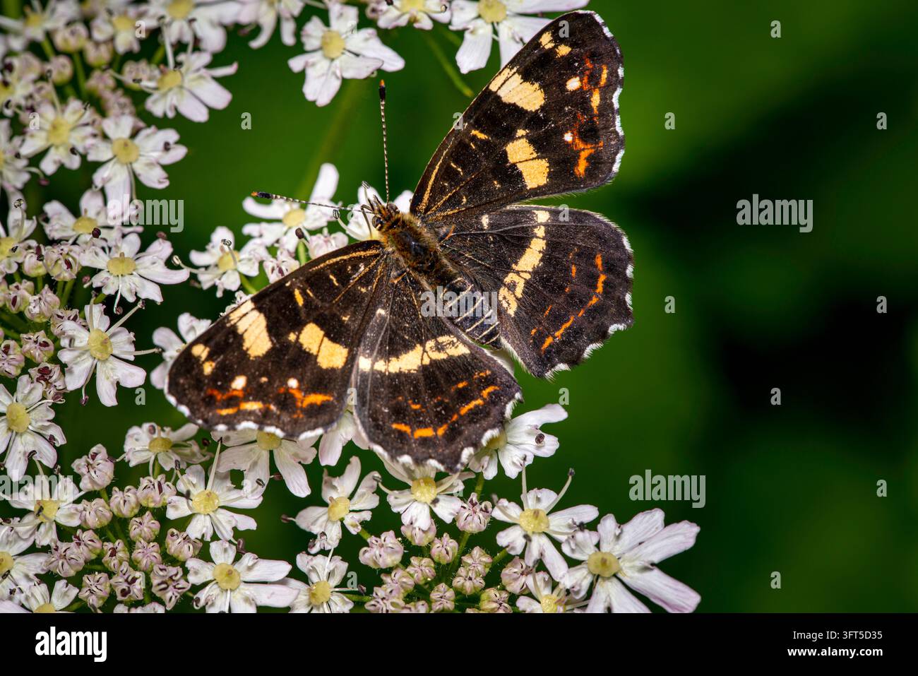 Farfalla map (Araschnia levana) della generazione estiva scura a riposo con le ali aperte su fiori di ombellifere bianche su uno sfondo verde. Foto Stock