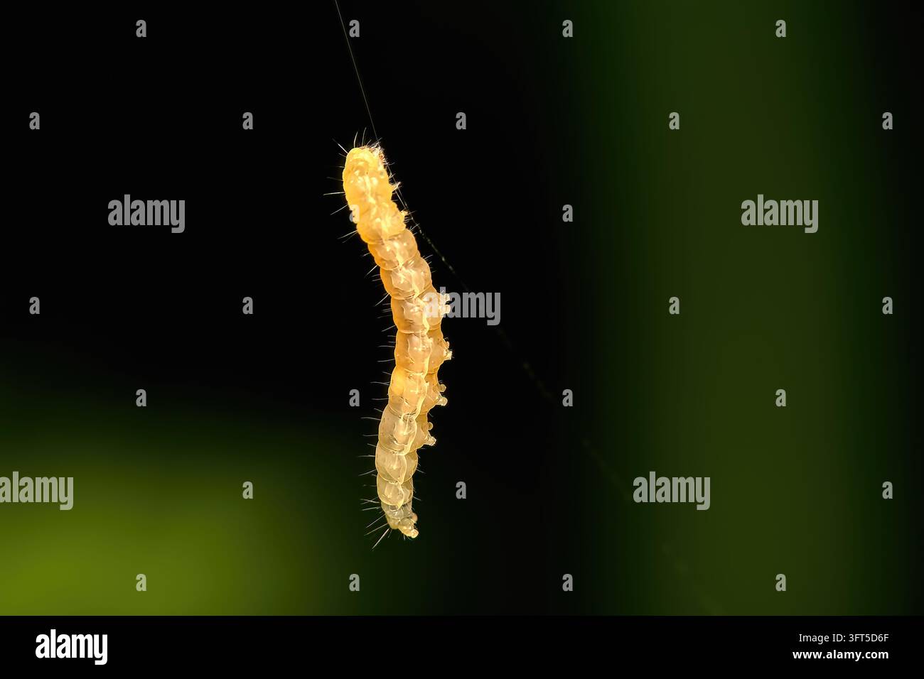 Catturano traslucido giallastro appeso verticalmente a un sottile filo di seta in messa a fuoco selettiva su uno sfondo scuro Foto Stock