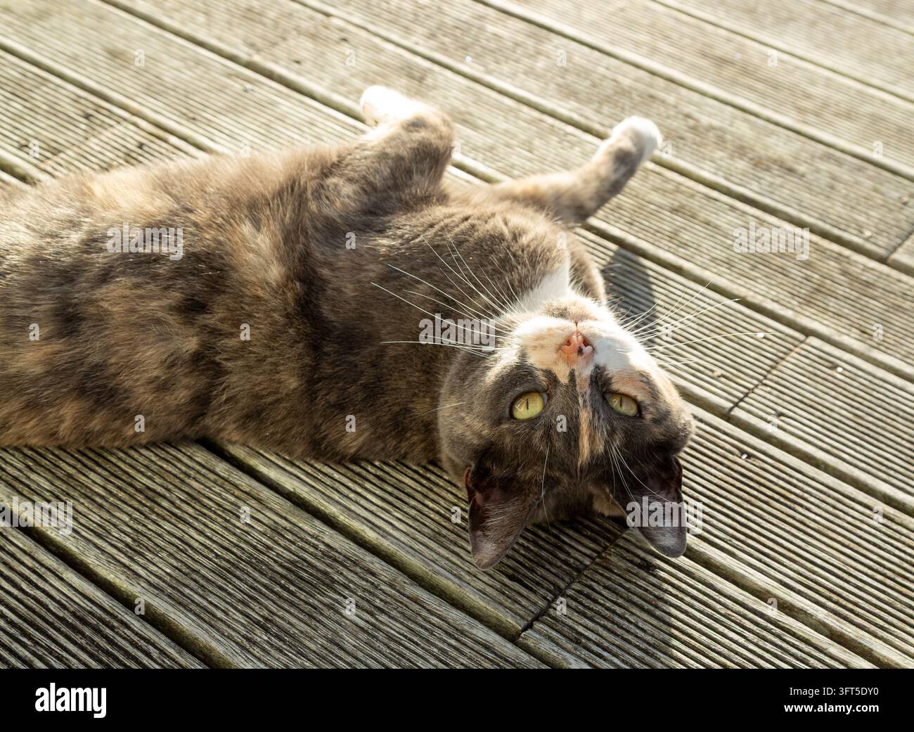 Un gatto tartarugato diluito sdraiato a pancia in su su una terrazza di legno Foto Stock