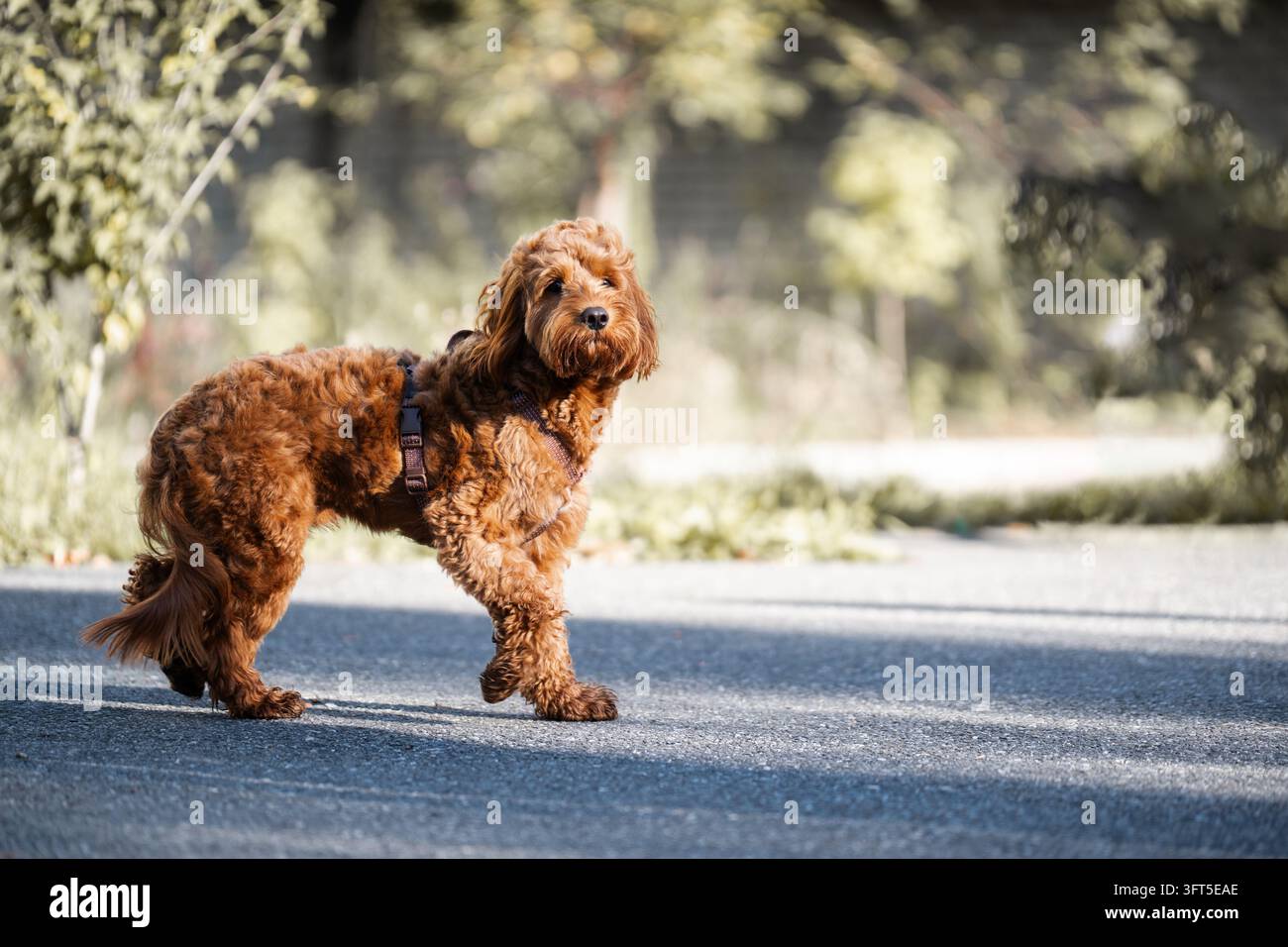 Cane Cockapoo riccio e soffice in primo piano che rappresenta un concetto di toelettatura canina, esercizio quotidiano per animali domestici e forniture attive per animali. Sfondo astratto per animali Foto Stock