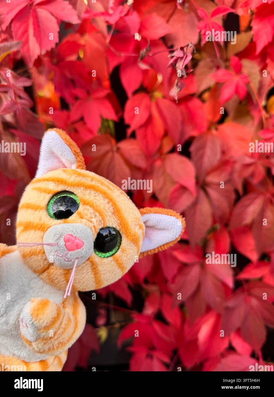 Simpatico giocattolo di peluche con gattino arancione tabby su uno sfondo vivace di foglie rosse autunnali, immagine divertente - Immagine stock catturata con smartphone