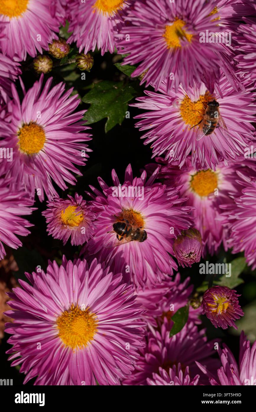 Le api mellifere impollinano i fiori di crisantemi in autunno. Comportamento macro degli insetti, salute degli ecosistemi, processi di impollinazione naturale Foto Stock