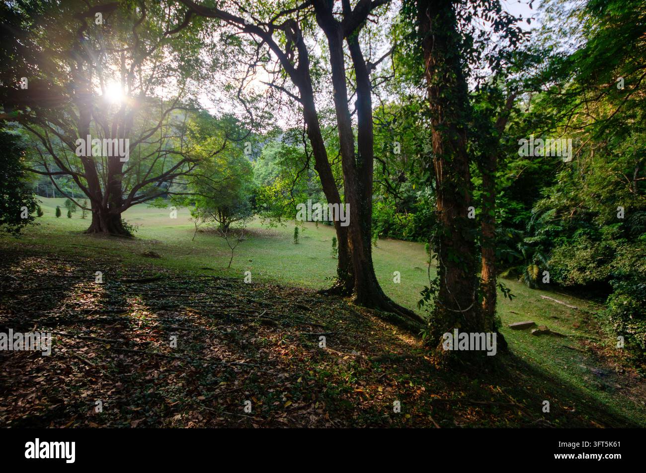 La luce del sole filtra attraverso gli alberi alti. L'erba verde ammorbidisce la terra sottostante Foto Stock