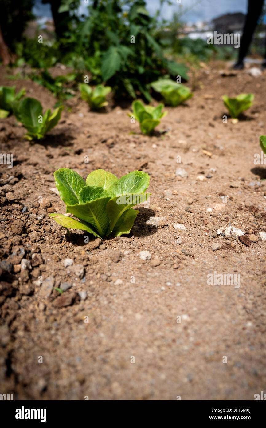 Giovani piante di lattuga che crescono in un terreno fertile in un orto all'aperto Foto Stock