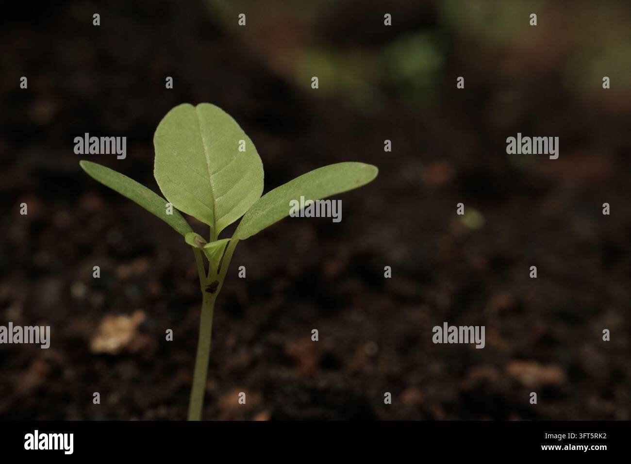 Un primo piano di un piccolo germoglio verde che emerge da un terreno scuro e fertile. Questa immagine rappresenta temi di crescita, natura, sostenibilità e env Foto Stock
