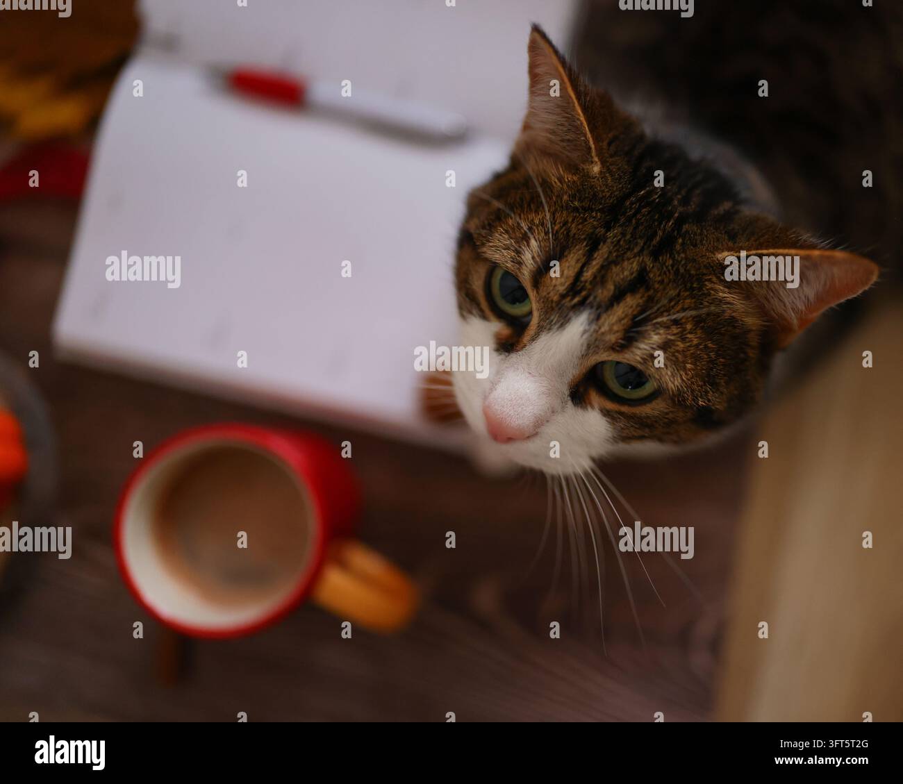 Un gatto accanto a un diario mostra come gli animali domestici e la scrittura espressiva possano ridurre l'ansia e sostenere il benessere emotivo. Foto Stock