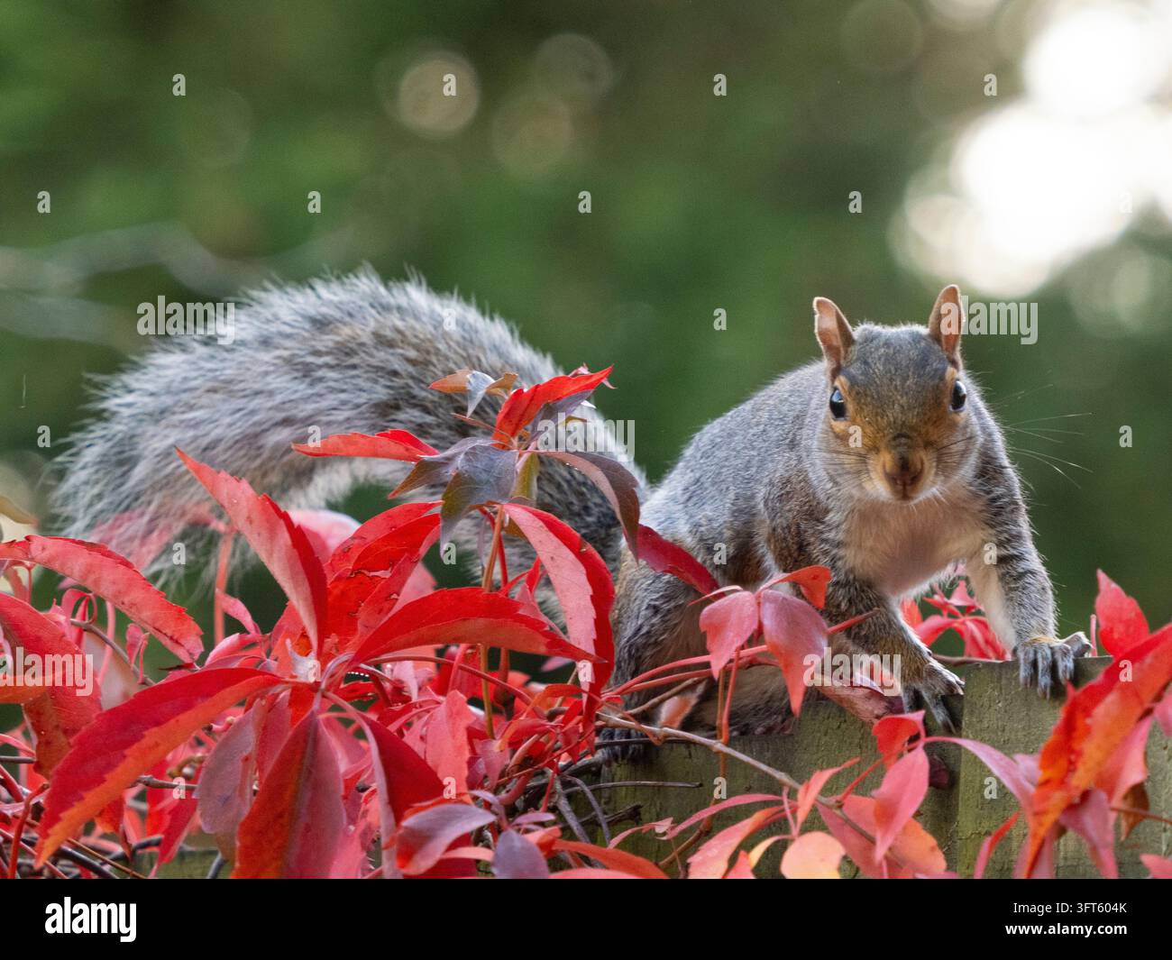 Meteo del Regno Unito, 14 ottobre 2026: Un altro giorno mite e asciutto per Londra, ma gli scoiattoli di Clapham sono impegnati a prepararsi per l’inverno. Visto qui correre lungo una recinzione ricoperta di foglie rosse autunnali dell’edera della Virginia, questo scoiattolo sta raccogliendo ghiande da una quercia peduncolata vicina e le seppellisce nel prato, nelle aiuole e nei vasi di piante. Credit: Anna Watson/Alamy Live News Foto Stock