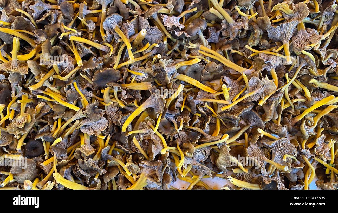 Champignons Cantharelle a piedi gialli freschi con cappelli marroni e steli gialli ammucchiati al mercato degli agricoltori, primo piano della raccolta di funghi selvatici della foresta Foto Stock