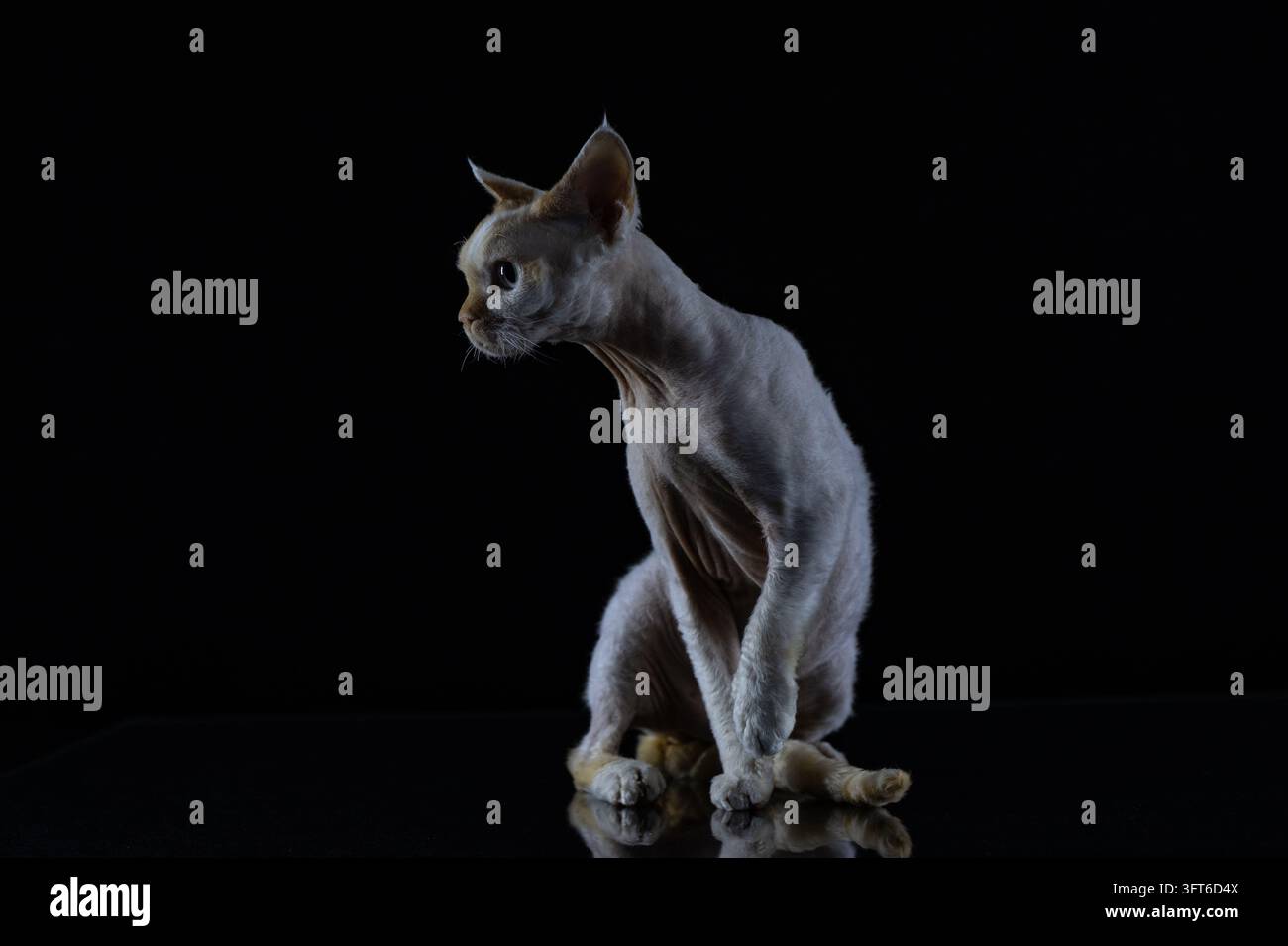 Ritratto di gatto Devon Rex a punto fiamma snello su uno sfondo scuro e lucido con riflessione Foto Stock