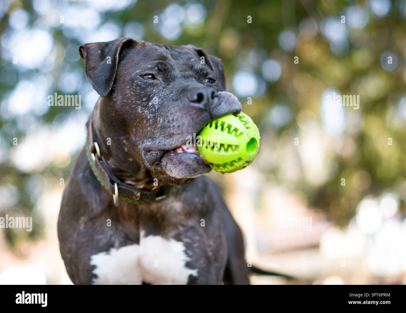 Un anziano cane misto Pit Bull Terrier che tiene una palla in bocca Foto Stock