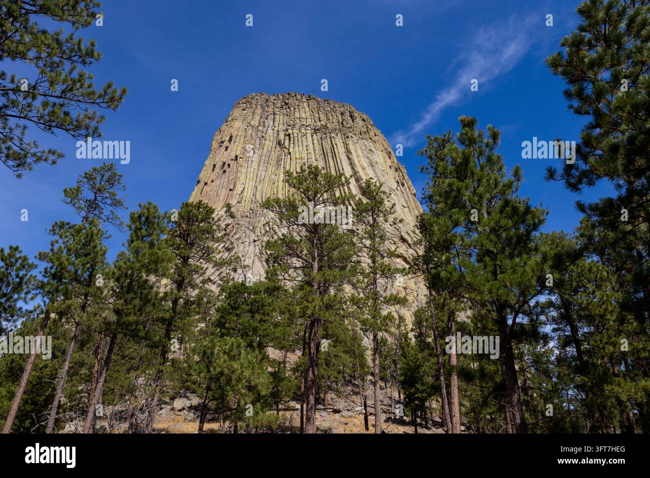 Devils Tower che si erge sopra i pini ponderosa sotto un cielo azzurro con nuvole sottili, Devils Tower National Monument, Wyoming, USA. Foto Stock