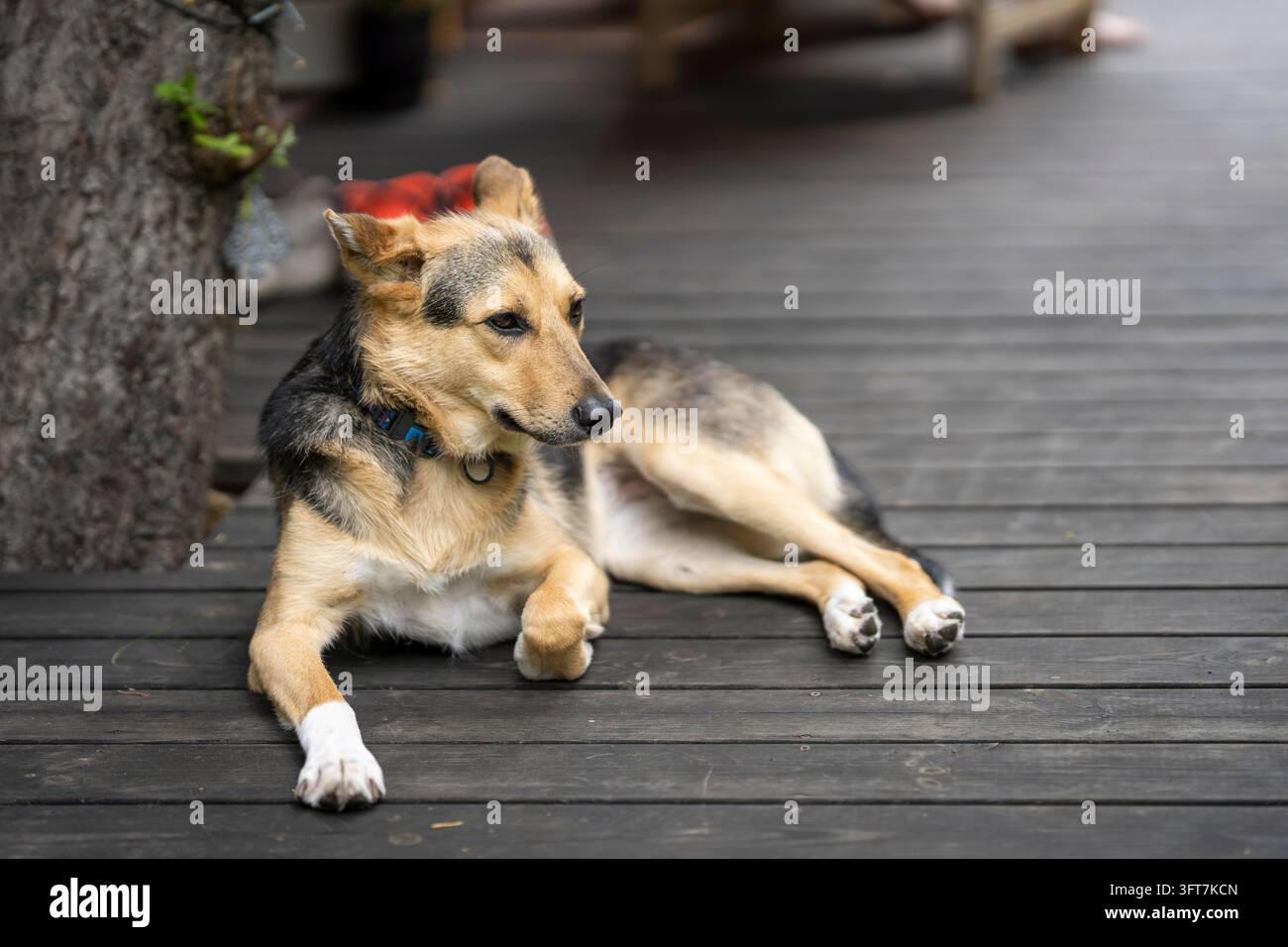 Cane di salvataggio di razza mista con un mantello marrone chiaro, nero e crema che si rilassa su un terrazzo di legno stagionato accanto a un albero. Foto Stock