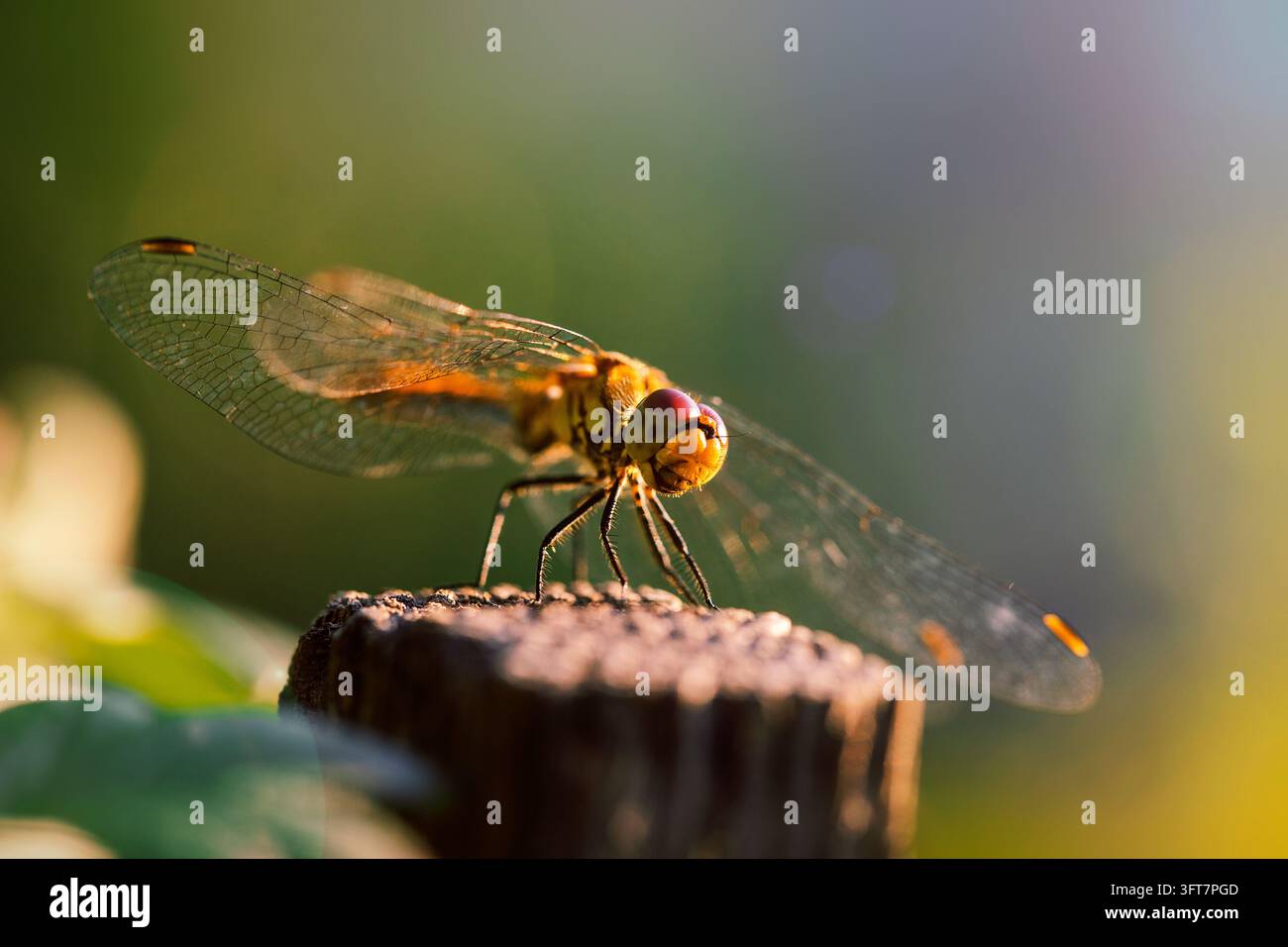 Foto macro di una libellula appollaiata su un palo di legno nella luce dorata del tramonto con uno sfondo sfocato e caldo. Foto Stock