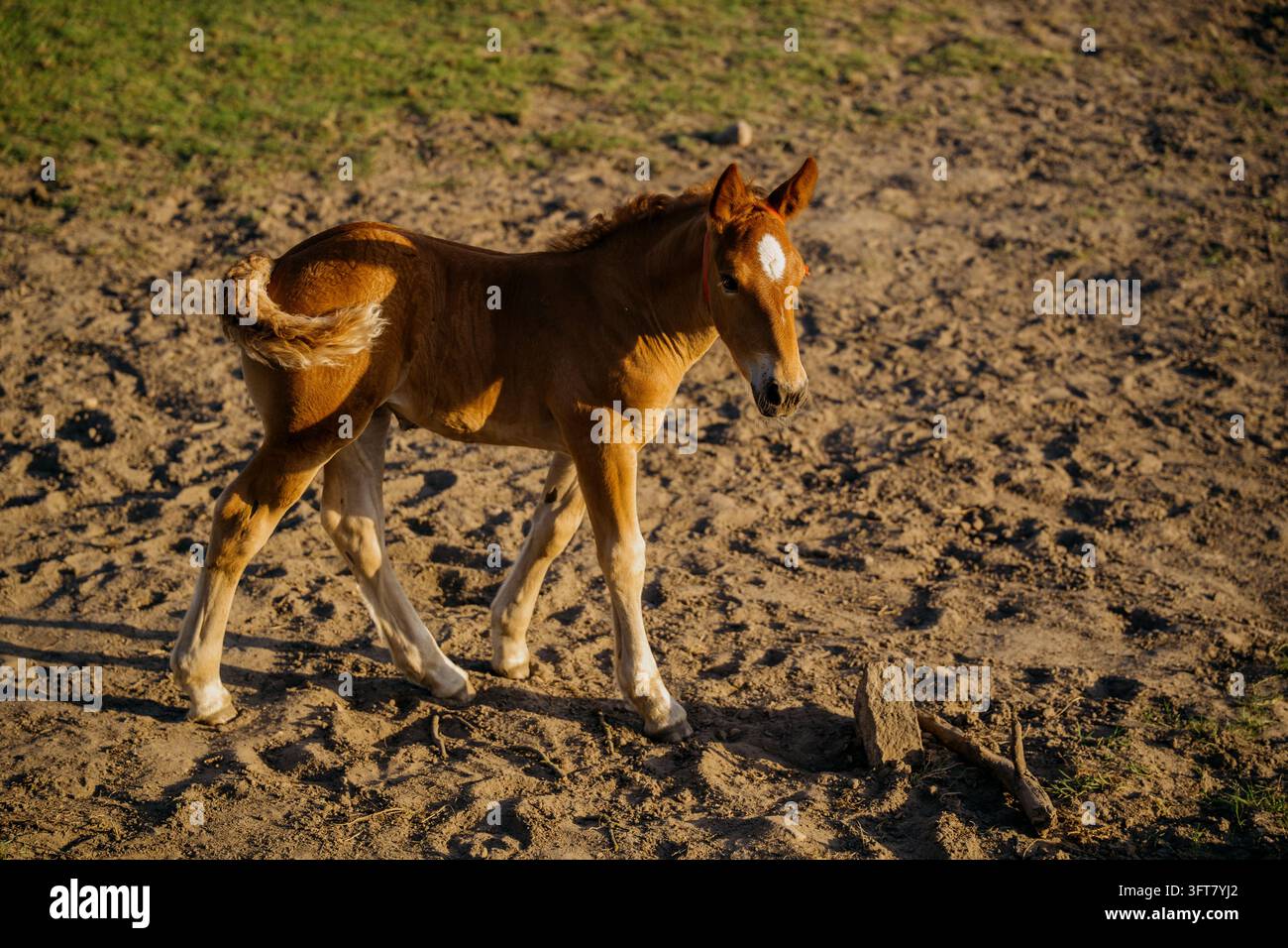 Giovane puledro che cammina in un paddock di terra illuminato dal sole con la coda arricciata e postura vigile. Sviluppo animale, coordinazione del movimento e cura equina. Foto Stock