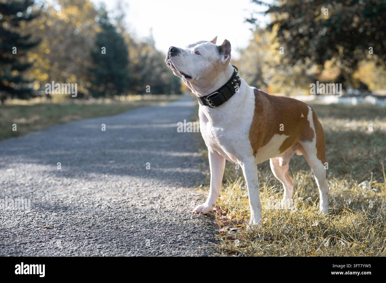 Cane Amstaff di razza in primo piano che rappresenta una conformazione per esibizioni canine, salute atletica degli animali e concetto di accessori per collari con punte di alta qualità Foto Stock