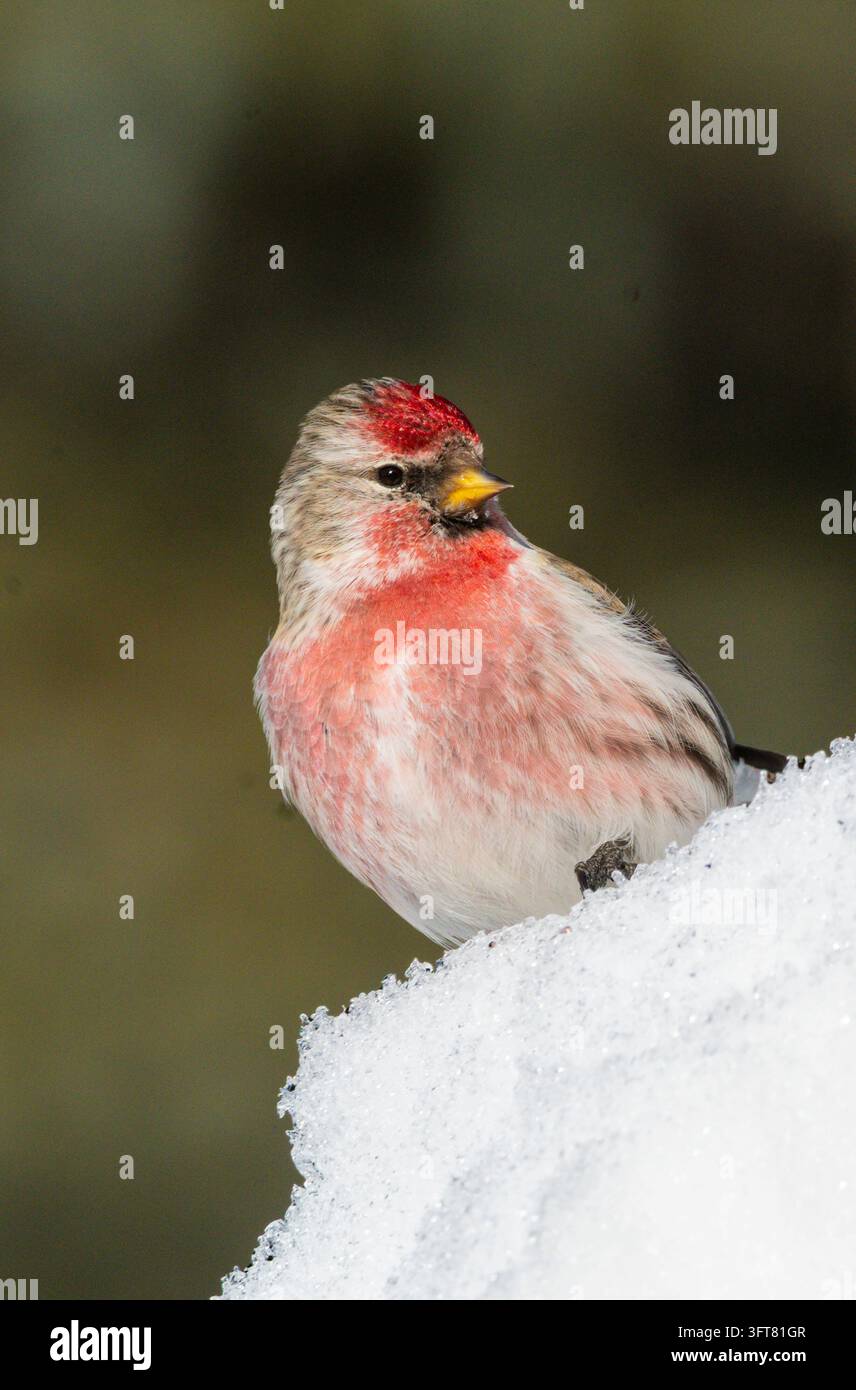 Pino comune ; Uccello canterino ; Parco nazionale di Denali ; Alaska Foto Stock