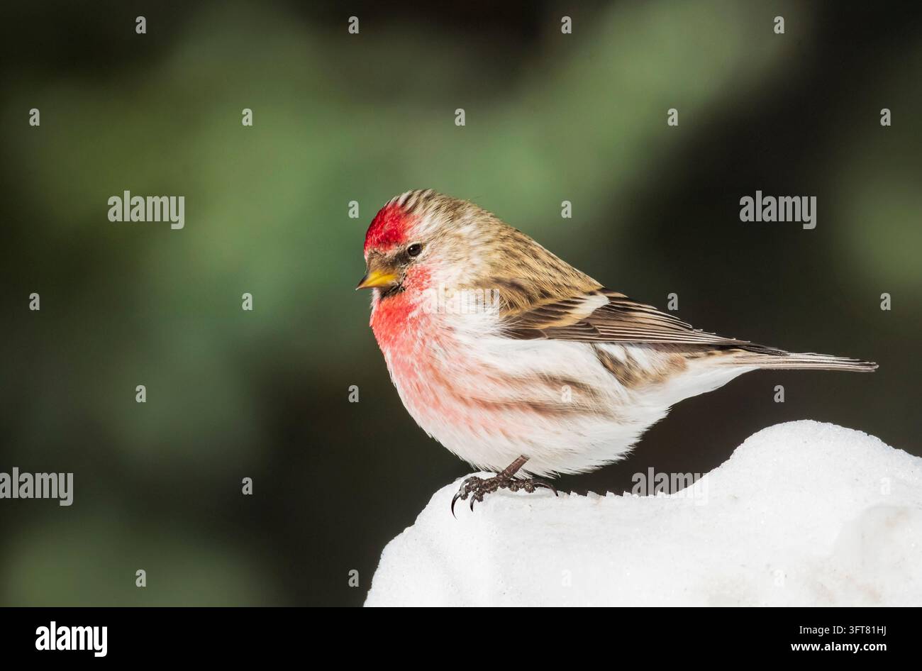 Pino comune ; Uccello canterino ; Parco nazionale di Denali ; Alaska Foto Stock