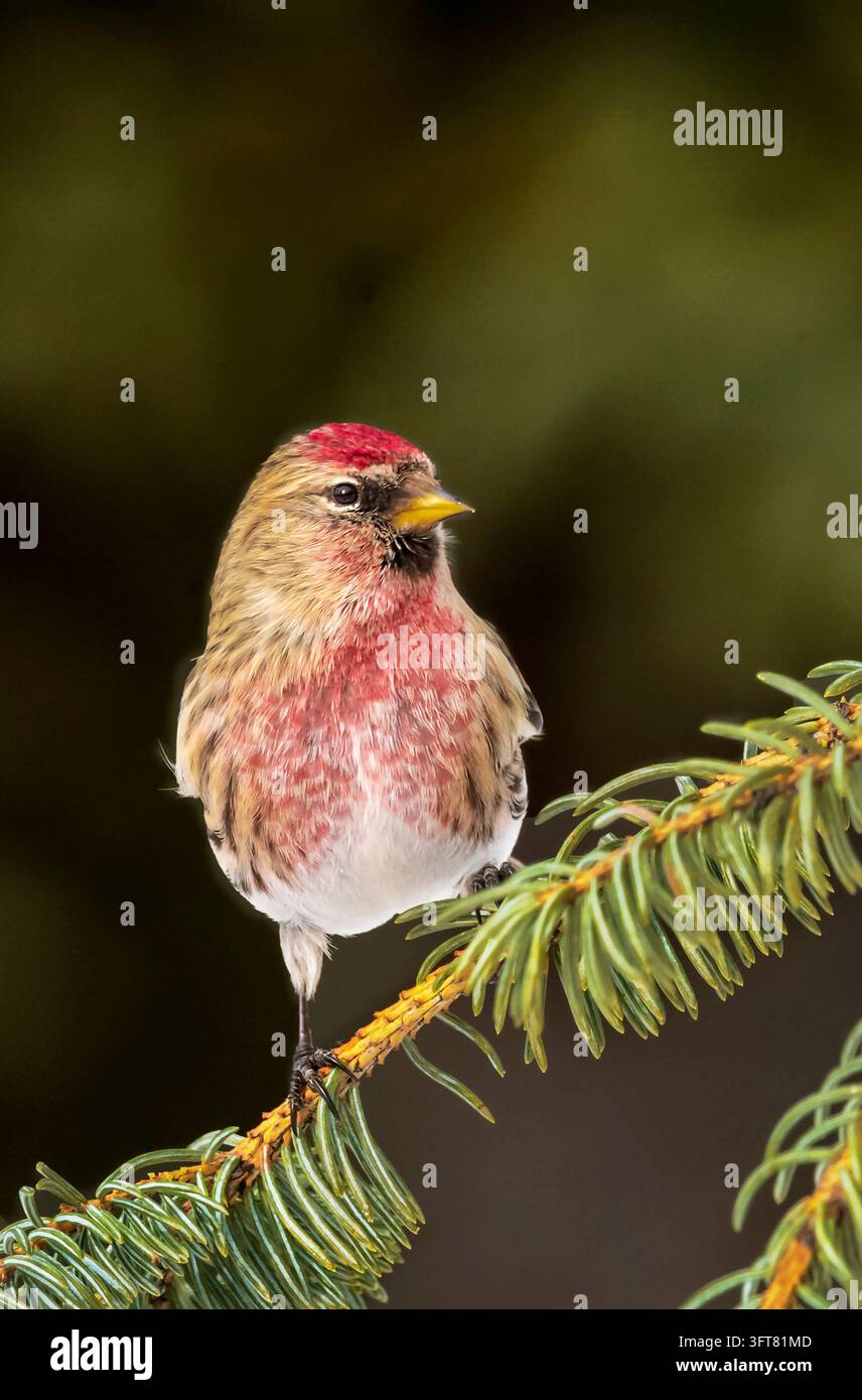Pino comune ; Uccello canterino ; Parco nazionale di Denali ; Alaska Foto Stock