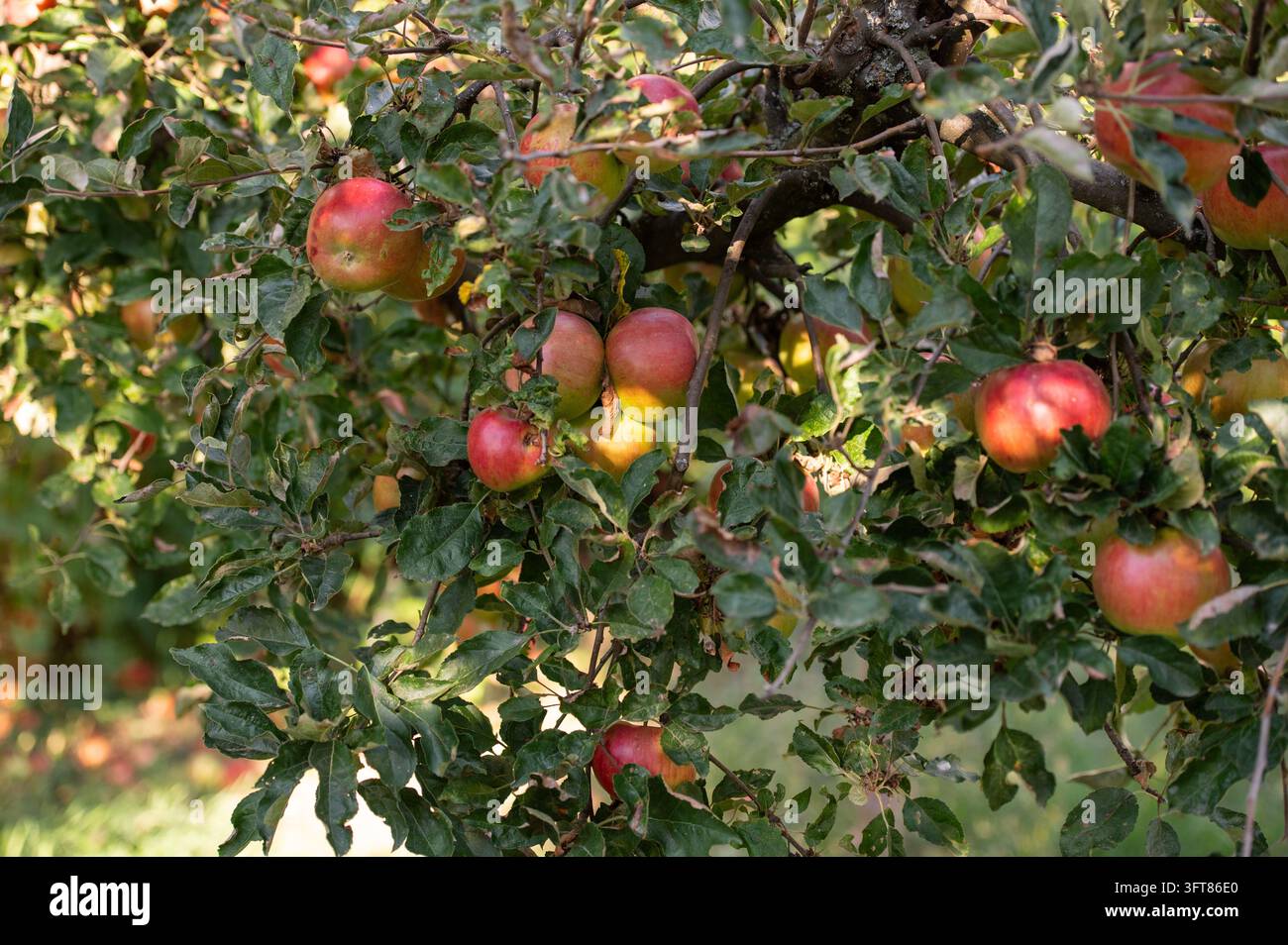 I rami carichi di mele mostrano frutti in diversi stadi di maturità. Ciclo di crescita stagionale, coltivazione della frutta e preparazione del raccolto autunnale. Foto Stock