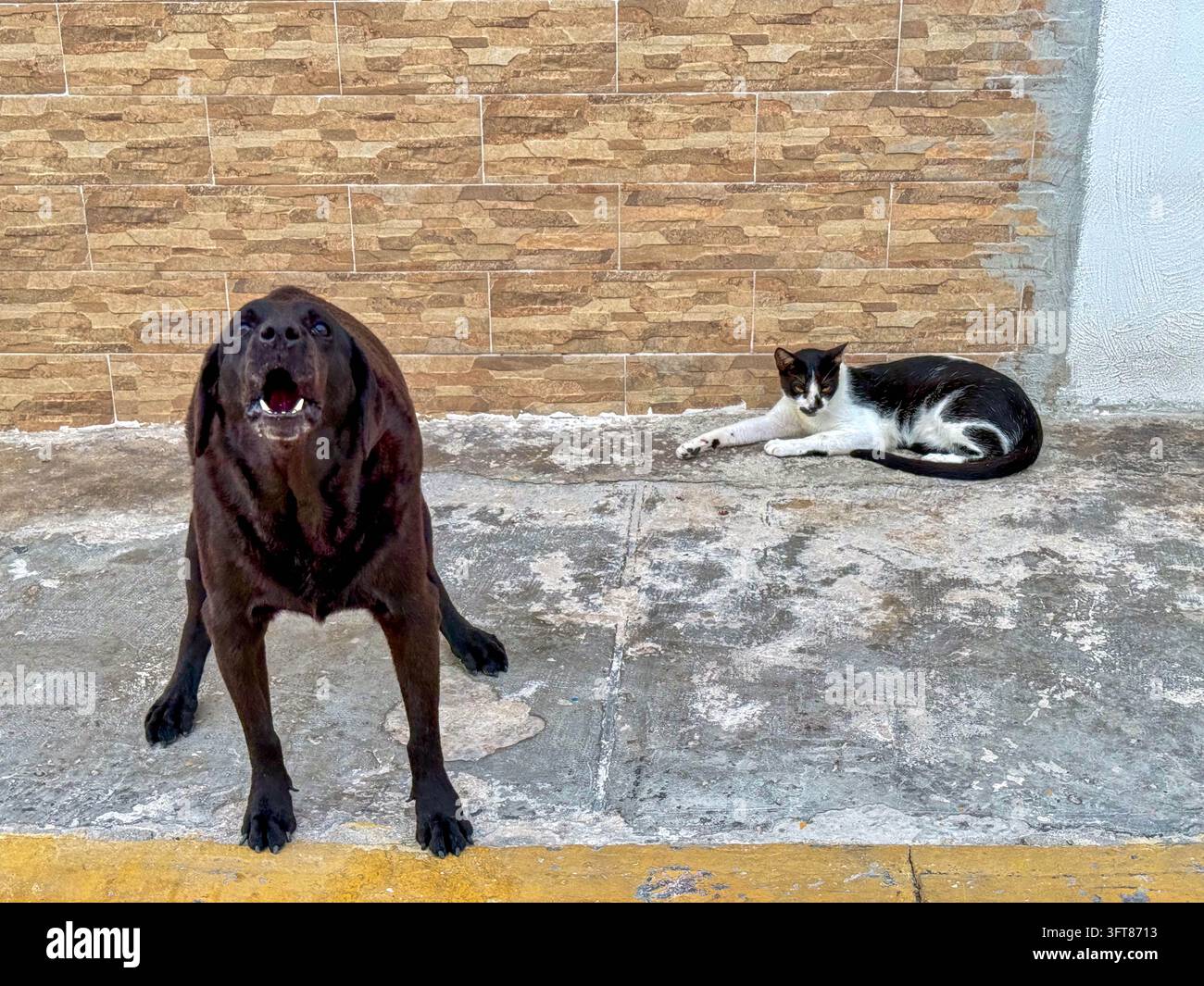 Bravo poliziotto - Cattivo poliziotto - Contrasto umoristico di un cane nero che abbaia e di un gatto Tuxedo calmo sdraiato all'aperto Foto Stock