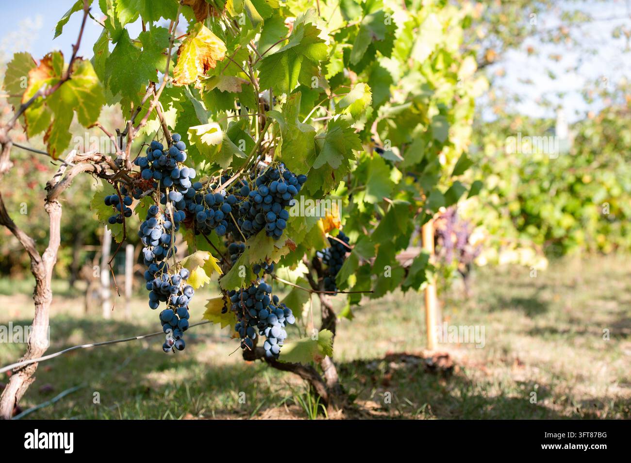 Vista prospettica di file di vigneti sotto un cielo blu e soleggiato con grappoli scuri maturi pronti per la vendemmia. Produzione vinicola, turismo agricolo e autunnale Foto Stock