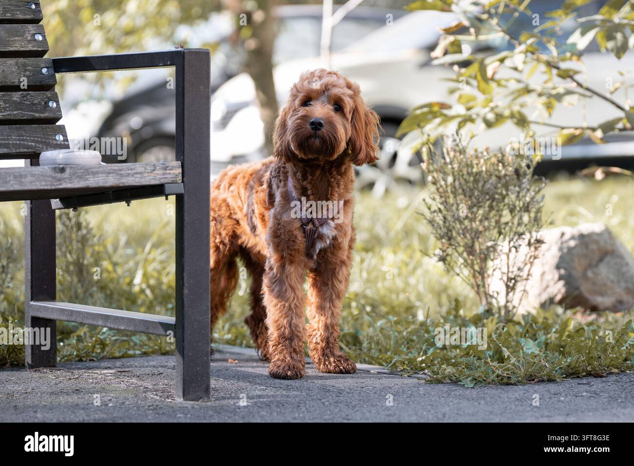 Fotografia stock professionale di alta qualità che mostra il benessere e le abitudini di allenamento degli animali domestici, razza popolare di compagno energico Curly Cockapoo Foto Stock