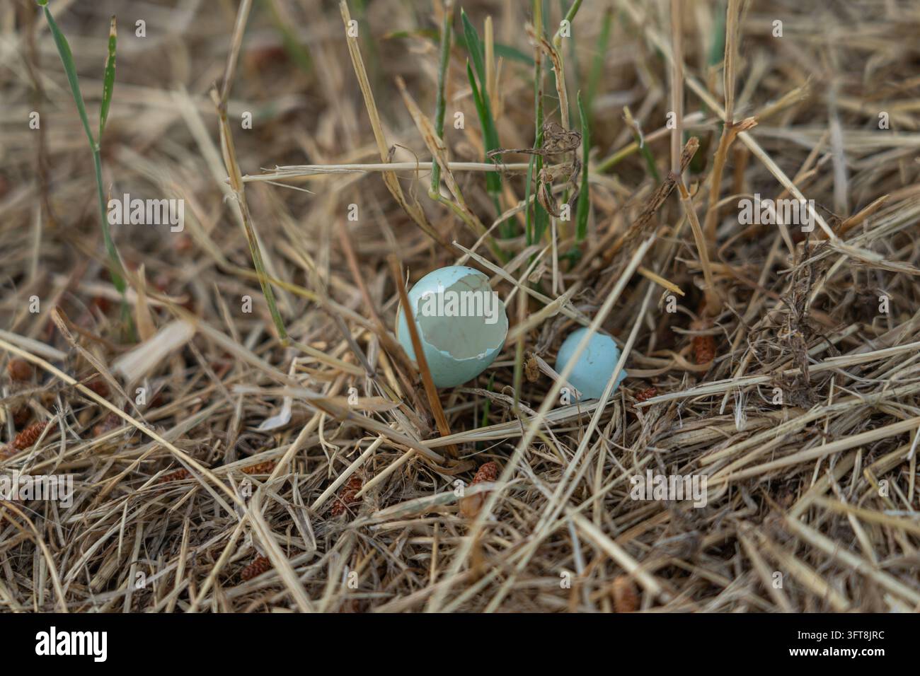 Uovo azzurro rotto tra erba secca e steli selvatici Foto Stock
