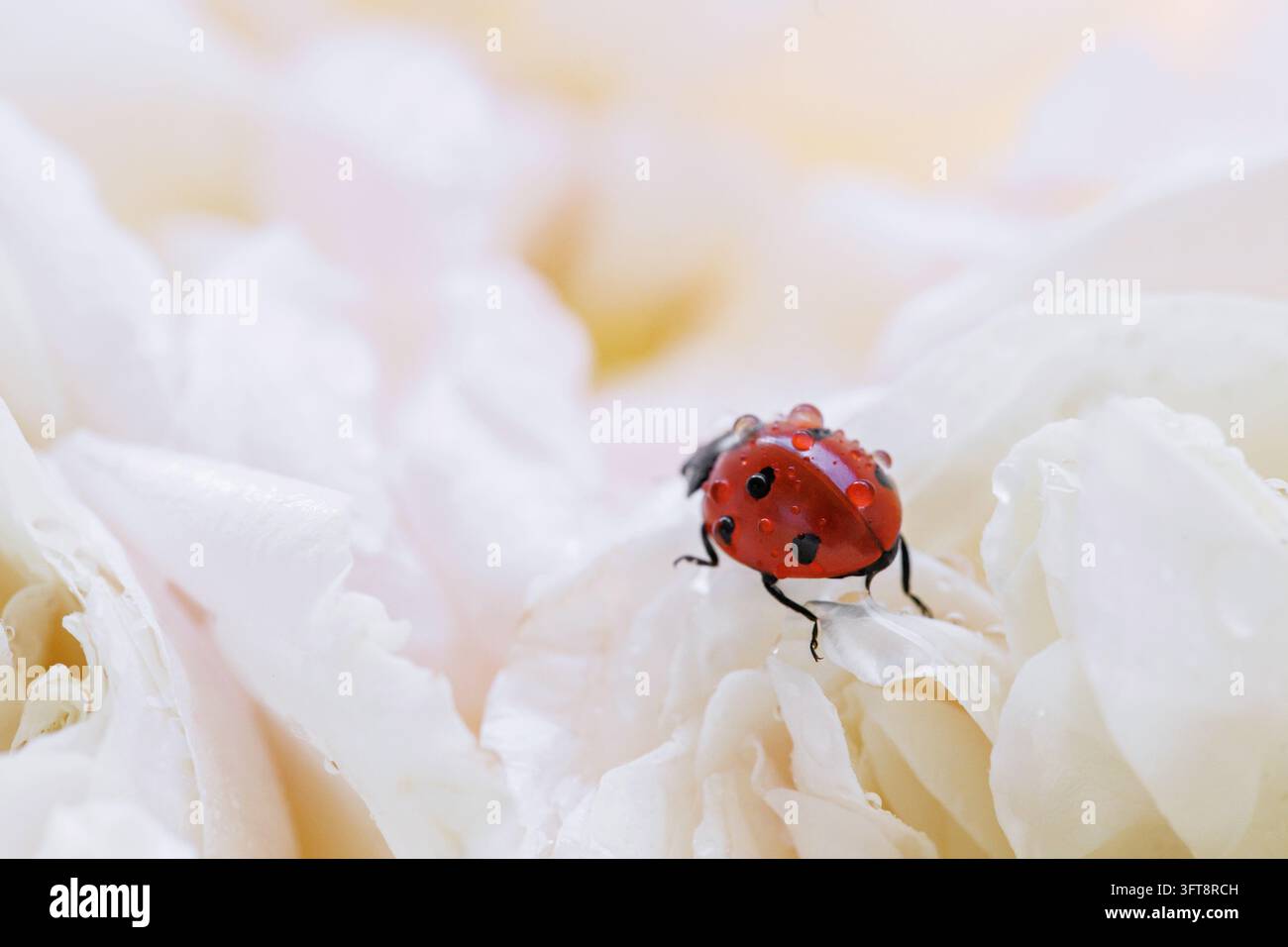 Coccinella rossa coperta di gocce d'acqua che cammina su petali di rosa bianchi e morbidi, texture floreale onirica per inviti, sfondi e concetti di bellezza Foto Stock