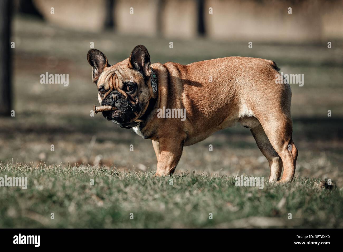 Bulldog francese in piedi sull'erba all'aperto con un bastone di legno in bocca, la luce calda del sole che mette in risalto il suo mantello fawn. Foto Stock