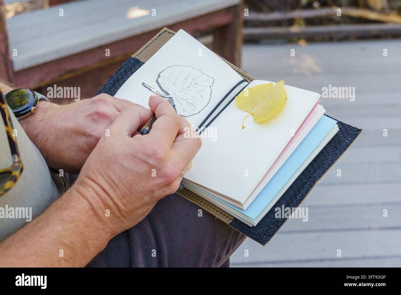 Uomo seduto all'aperto che tiene un diario della natura, disegnando e schizzando una foglia di pioppo Foto Stock